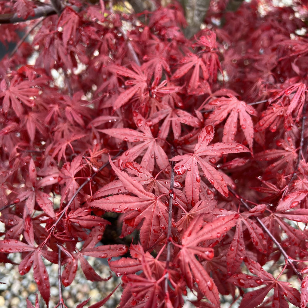 Acer palmatum 'English Town' (Dwarf)