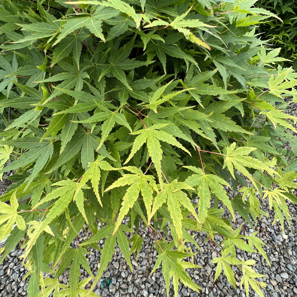 Acer palmatum 'Falling Star'