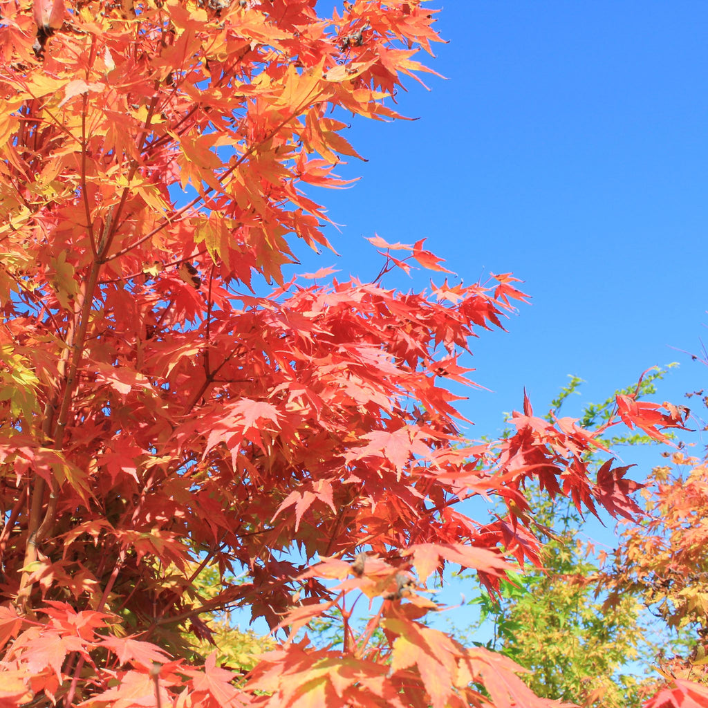 Acer palmatum 'Japanese Sunrise' (CG)