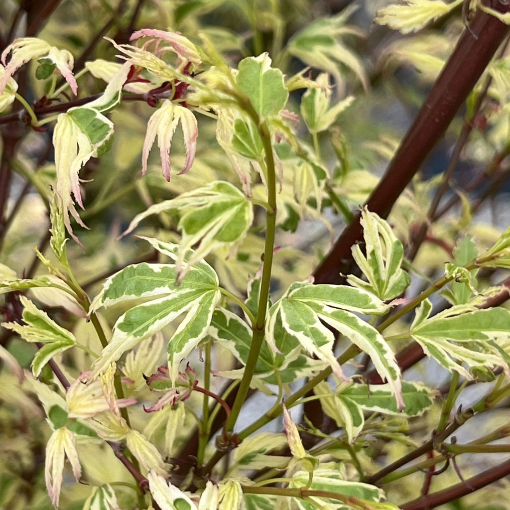 Acer palmatum 'Okukuji nishiki' (BBP)