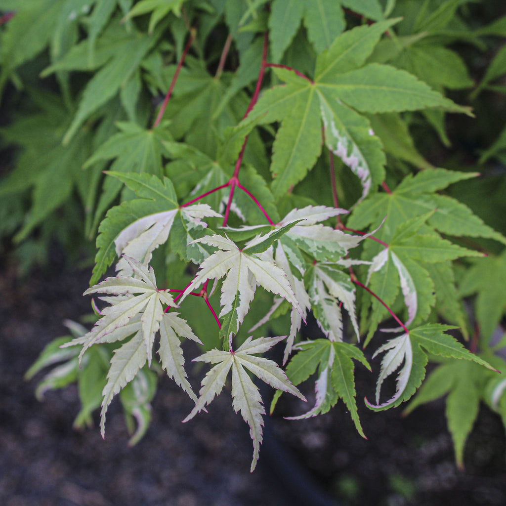 Acer palmatum 'Orido nishiki'