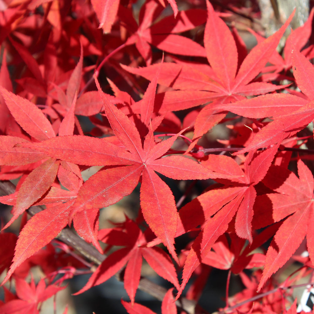 Acer palmatum 'Osakasuki'