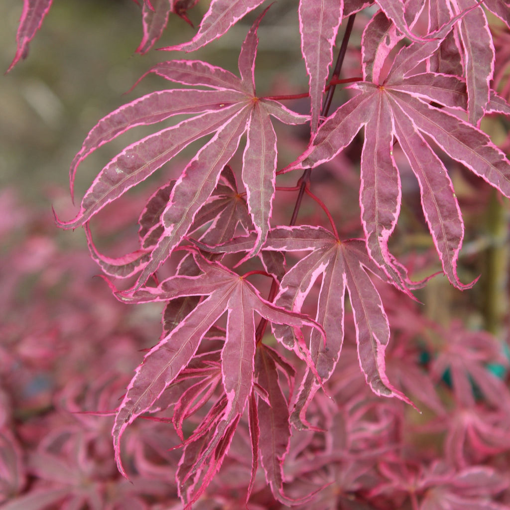 Acer palmatum 'Purple Ghost'