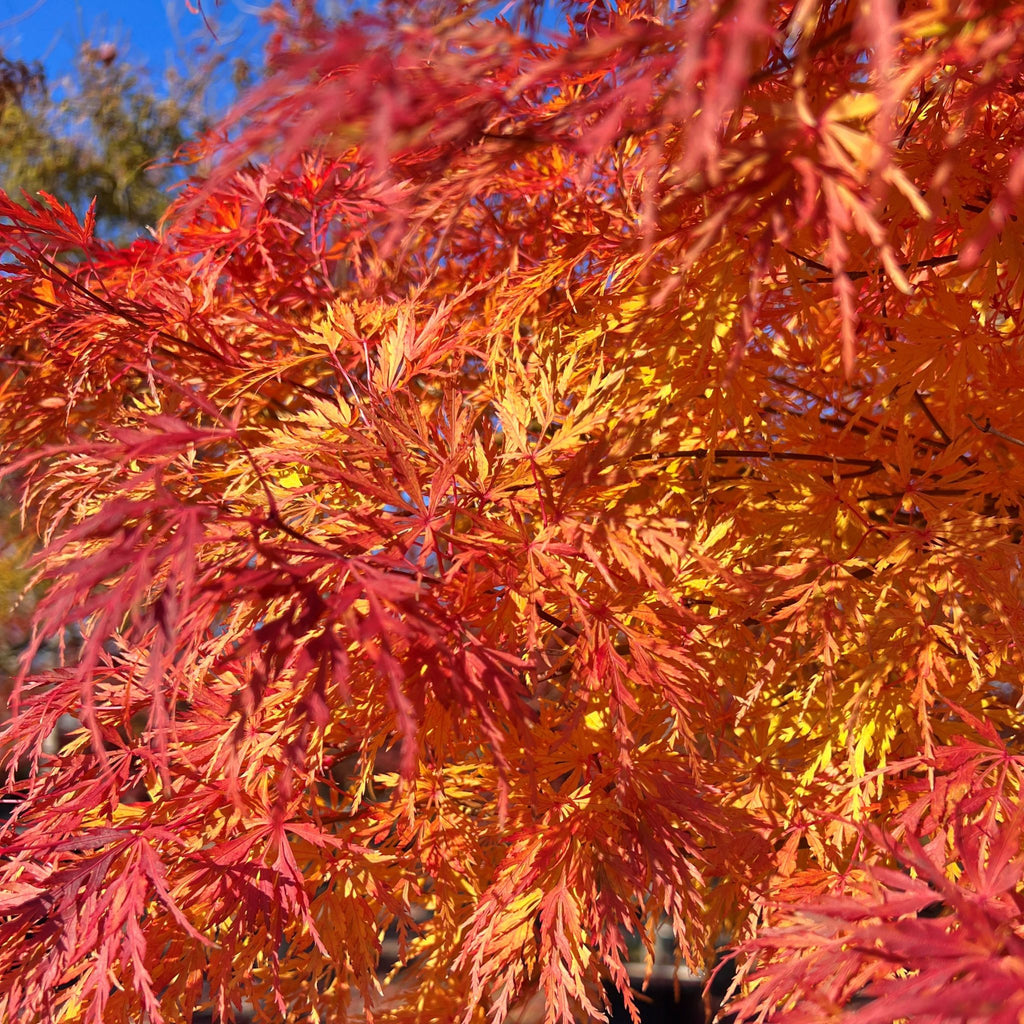 Acer palmatum 'Seiryu'