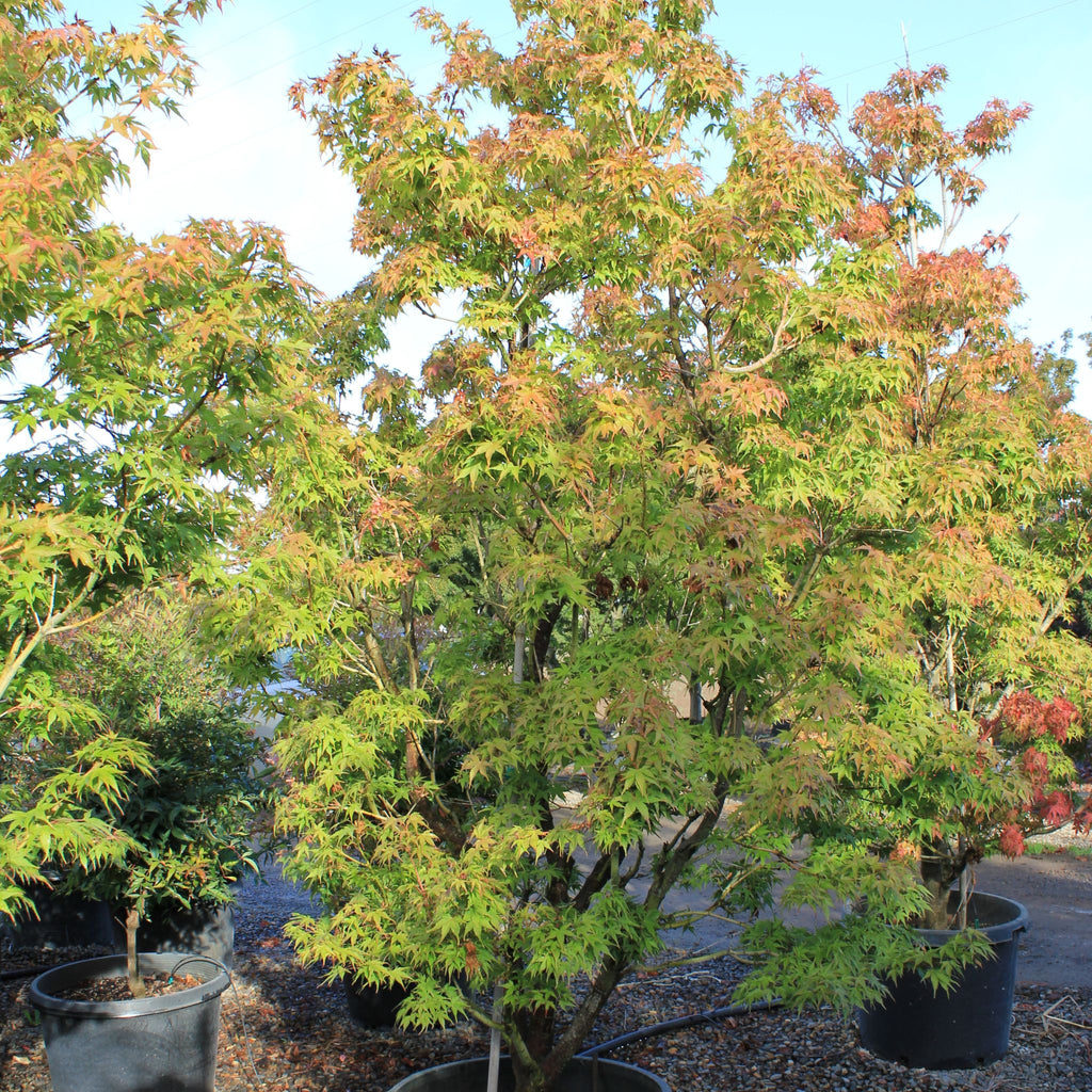 Acer palmatum 'Sekka yatsubusa'