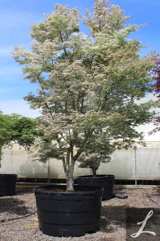 Acer palmatum 'Ukigumo' (BBP)
