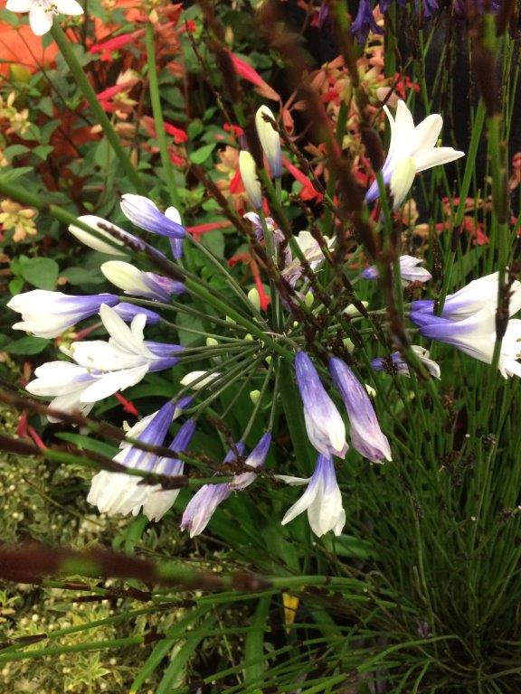 Agapanthus af. 'Peter Pan Blue'