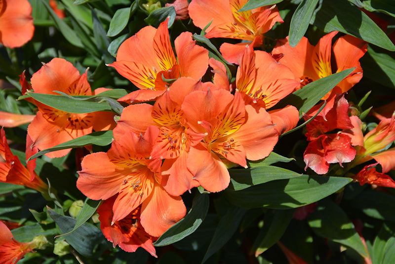 Alstroemeria colorita Orange