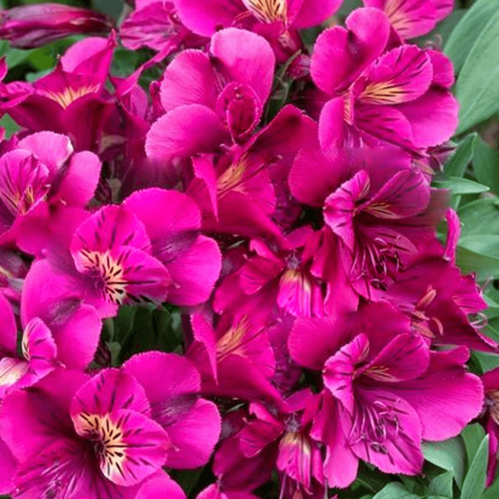 Alstroemeria colorita Purple