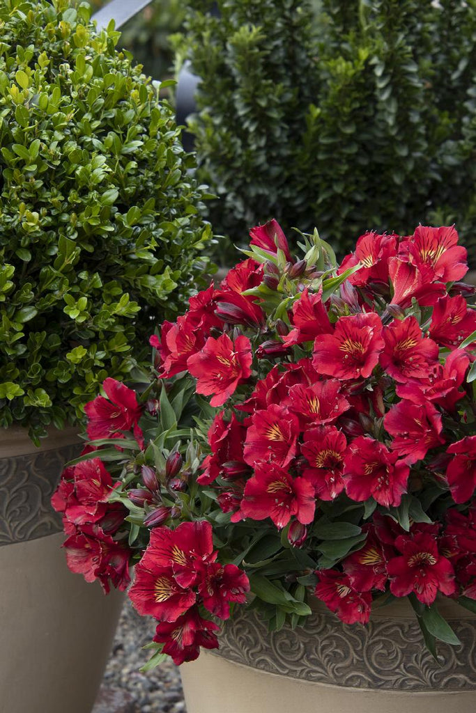 Alstroemeria colorita Red