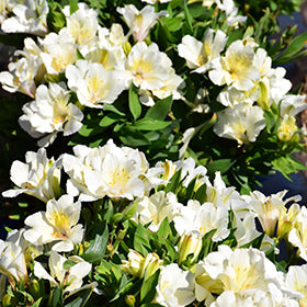 Alstroemeria colorita White