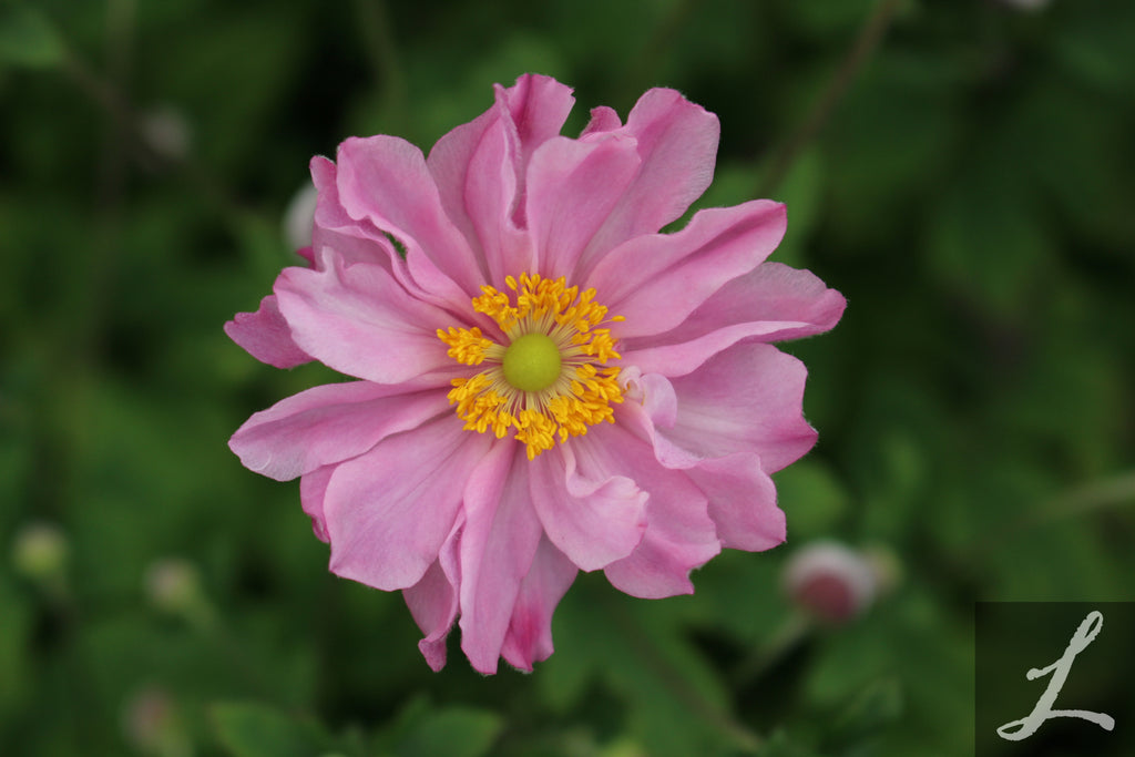 Anemone x hybrida Fantasy™ 'Pocahontas' PPAF (pink)