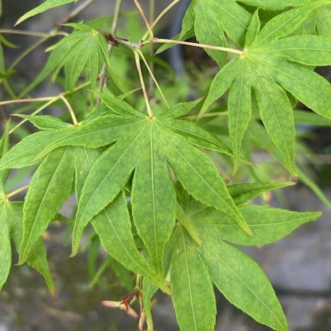 Acer palmatum 'Ao shime no uchi'