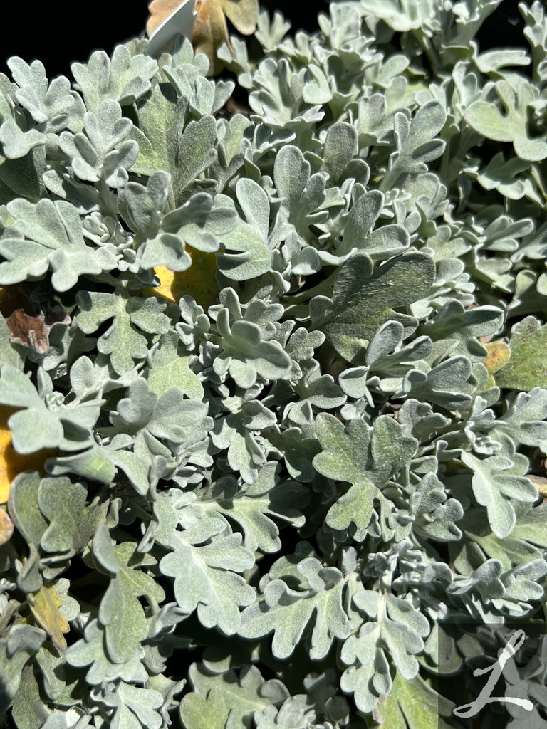 Artemisia st. 'Silver Brocade'