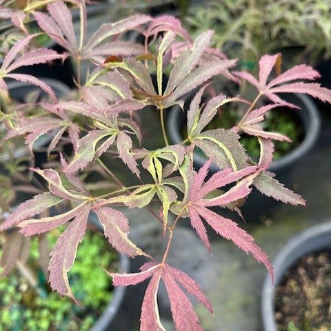 Acer palmatum 'Beni shi en' (BBP)