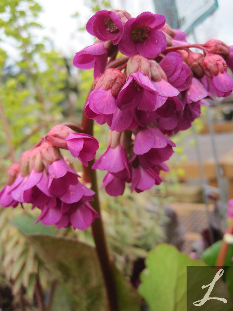 Bergenia c. 'Red Beauty' (purple red)