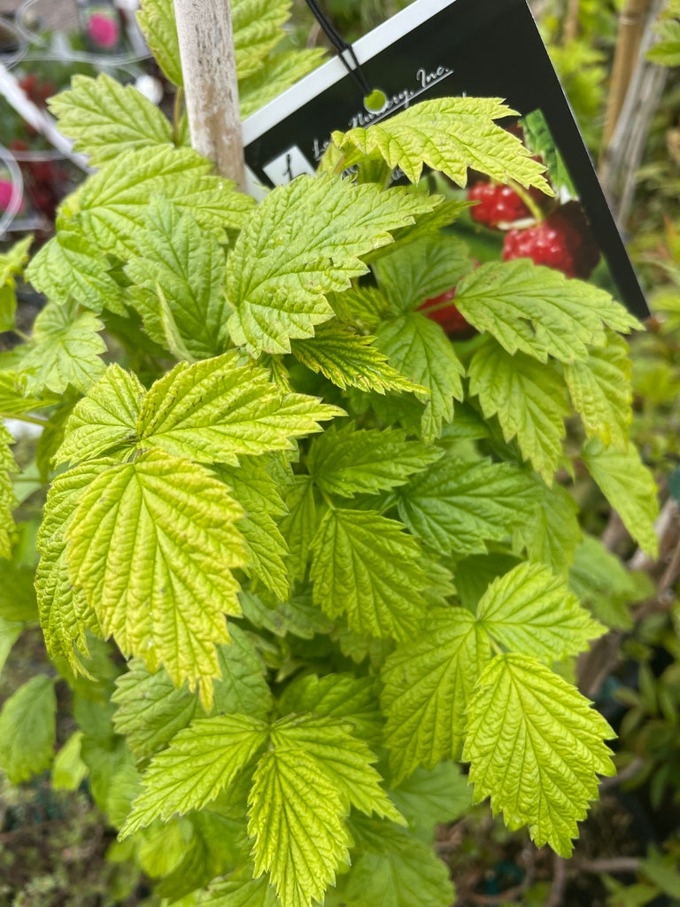 Berry, Raspberry 'Encore'