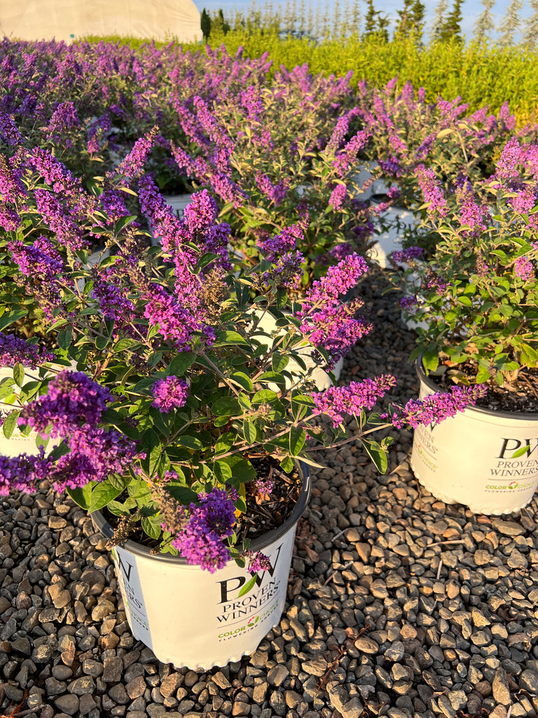 Buddleia Lo & Behold® 'Ruby Chip' PW PP32399