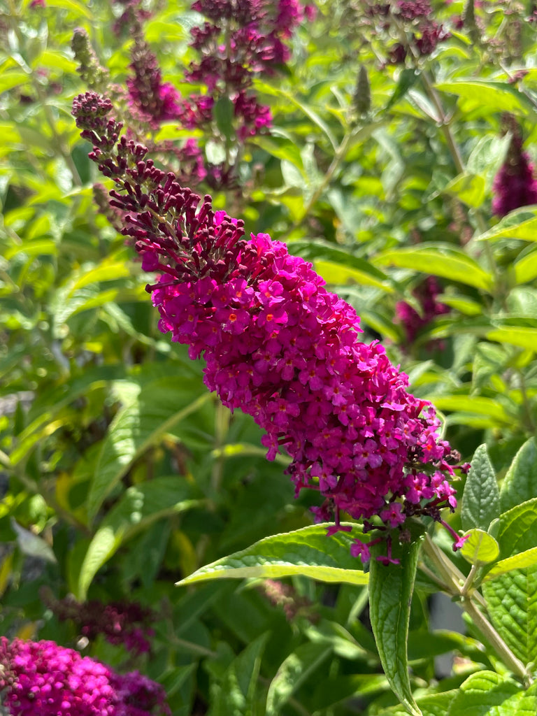 Miss Molly' - Butterfly Bush - Buddleia x