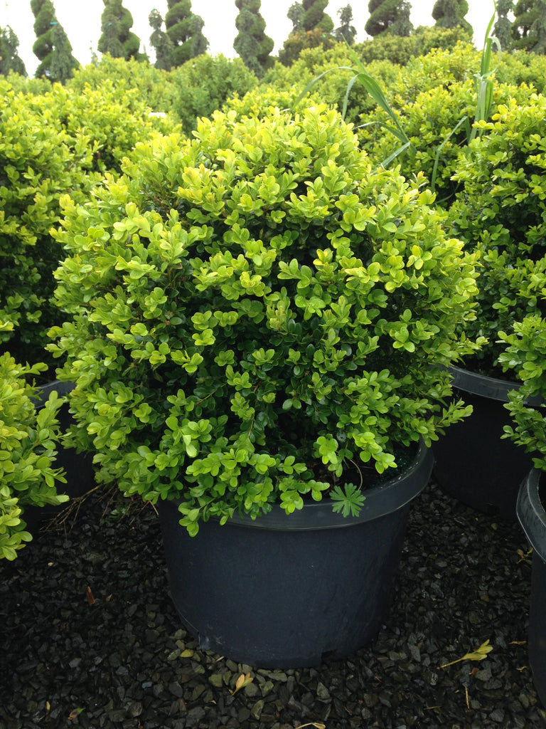 Buxus m. k. 'Green Beauty', Globe