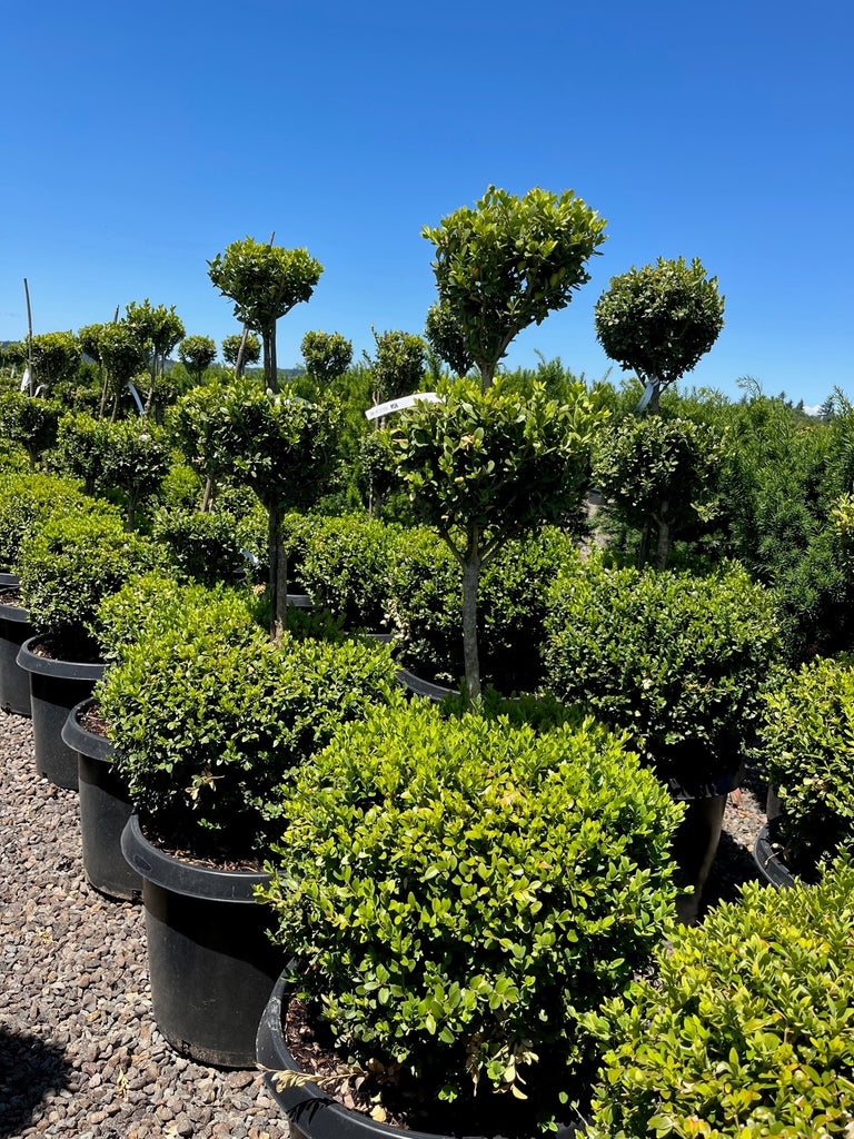 Buxus x 'Green Mountain', 3 Ball (BBP)