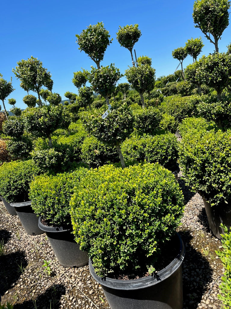 Buxus x 'Green Velvet', 4 Ball