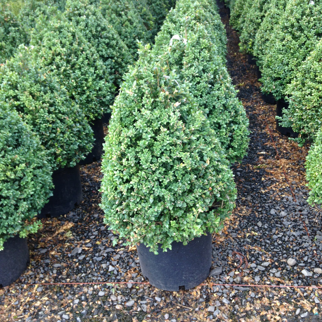 Buxus x 'Alice', Pyramid (BBP)