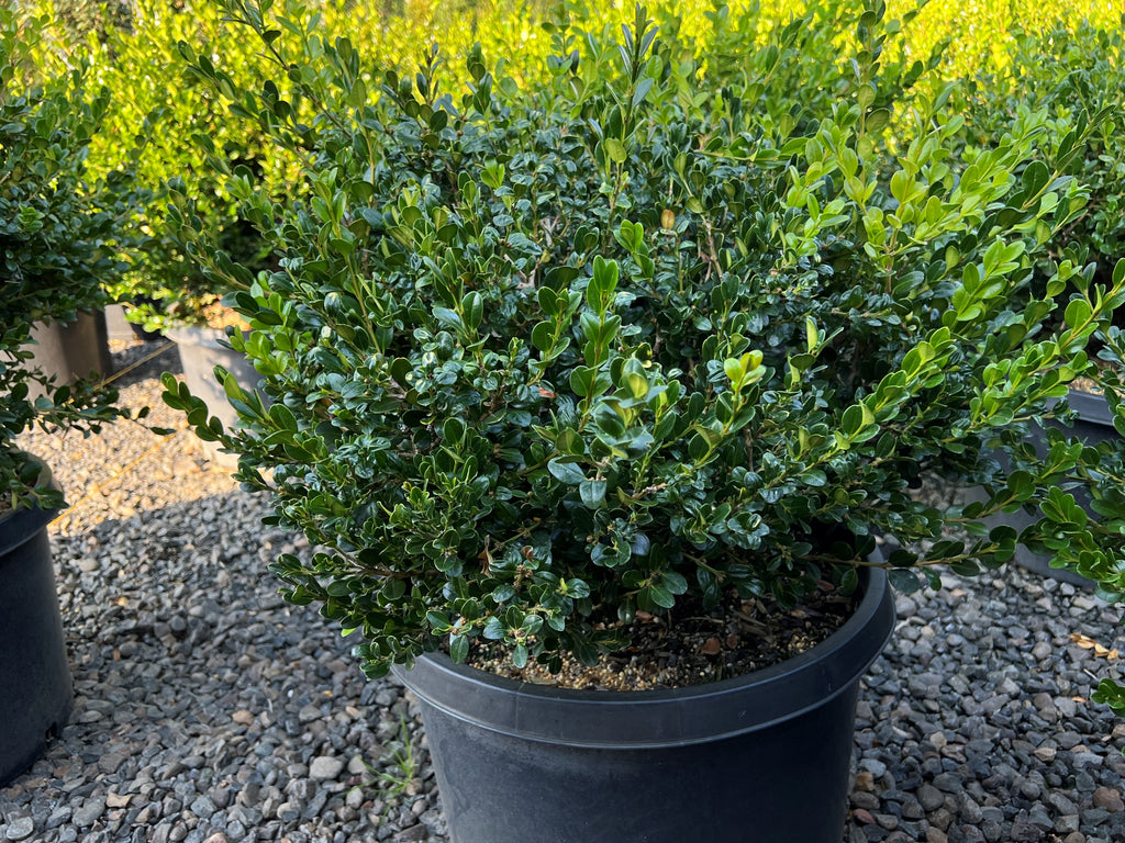 Buxus m. k. 'Winter Gem', Globe (BBP)