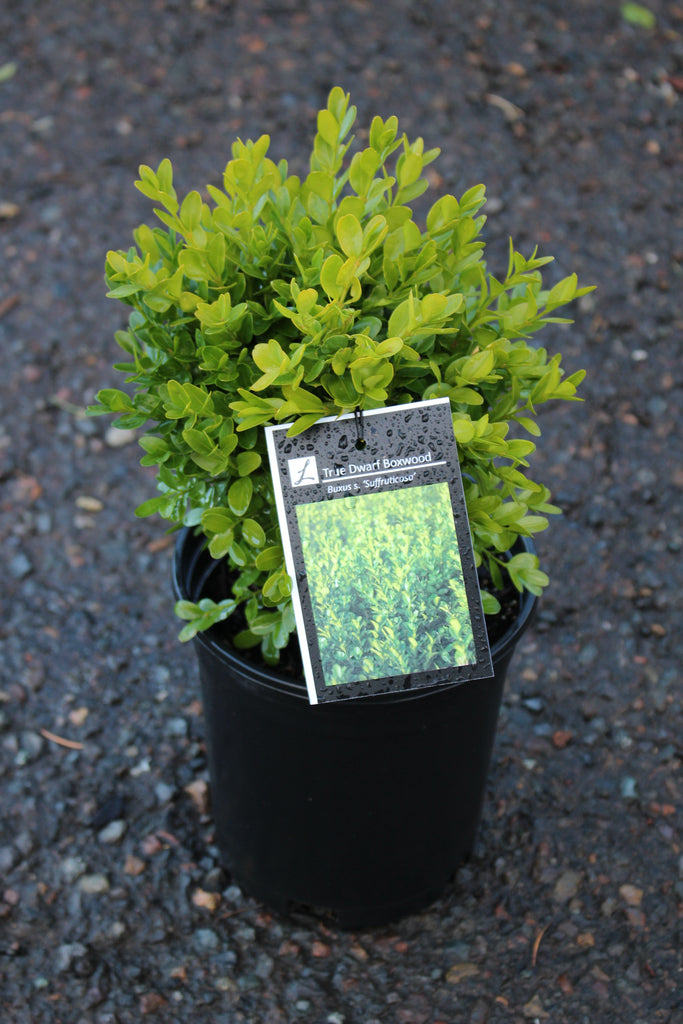 Buxus s. 'Suffruticosa'