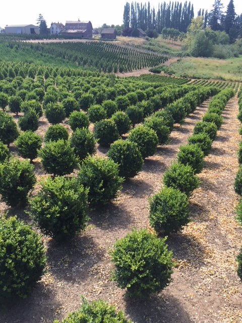 Buxus sempervirens, Globe