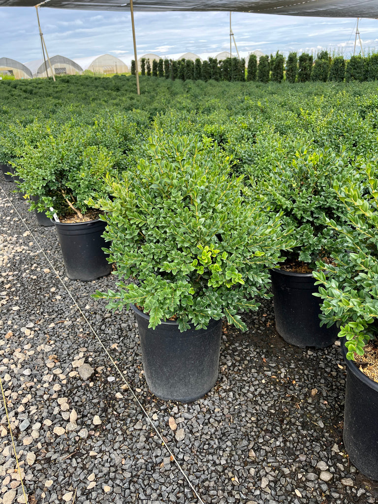 Buxus x 'Alice'