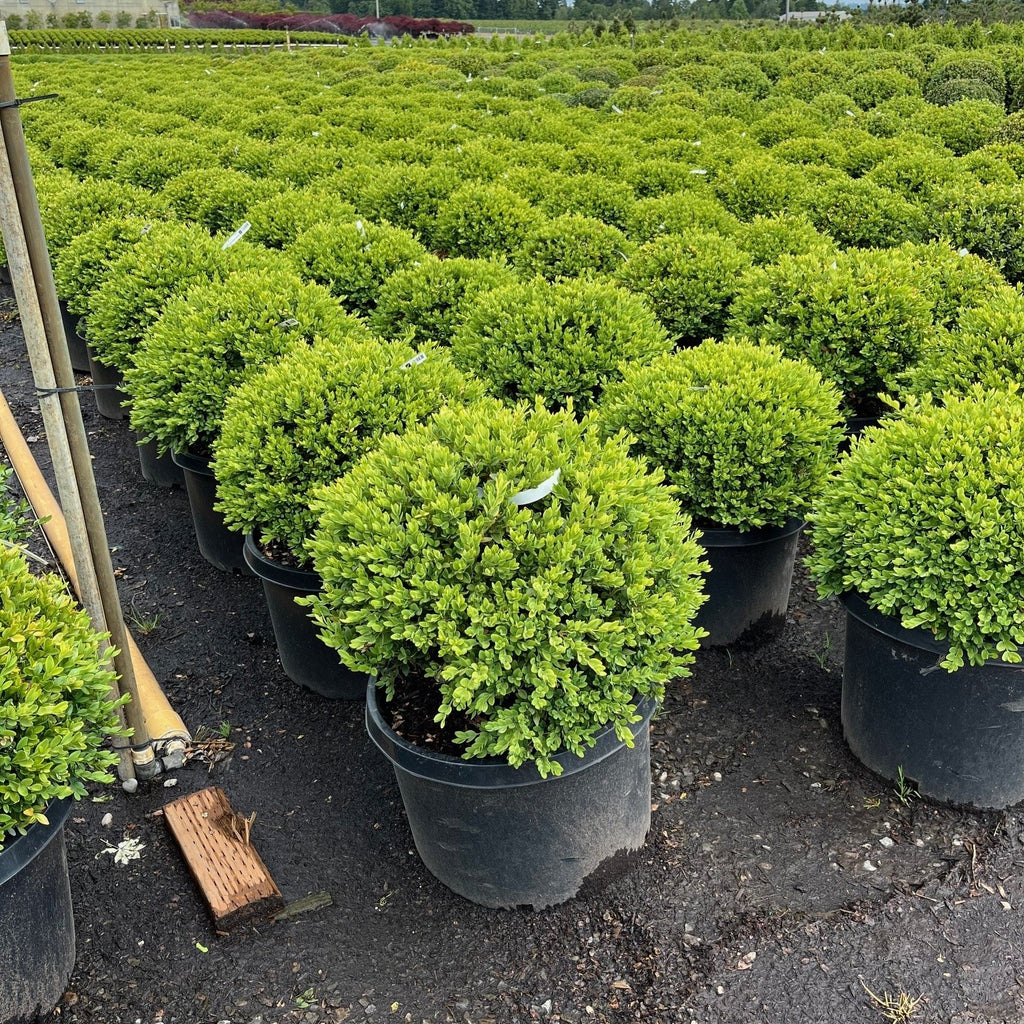 Buxus x 'Green Velvet', Globe (BBP)