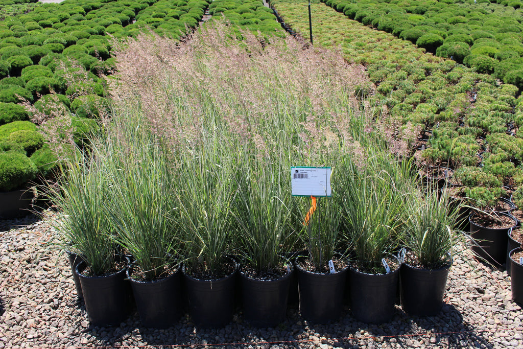 Grass, Calamagrostis a. 'Overdam'