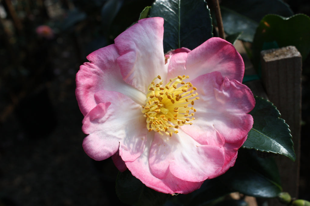 Camellia sas. 'Apple Blossom' (white/pink)