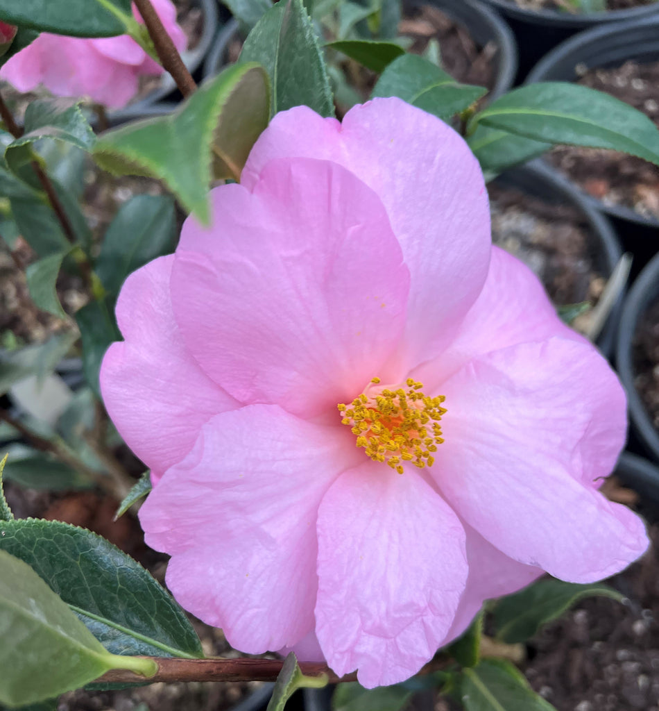 Camellia x 'Taylor's Perfection' (pink)