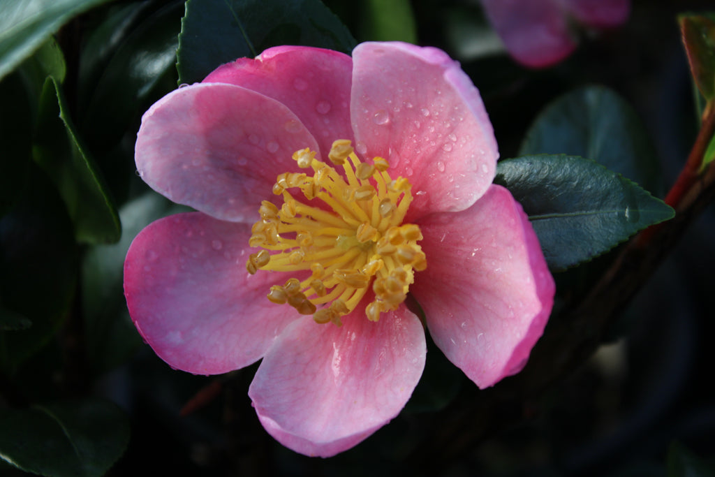 Camellia sas. 'Pink Yuletide' (pink)