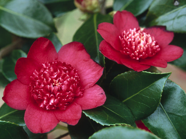 Camellia jap. 'Bob's Tinsie' (red)