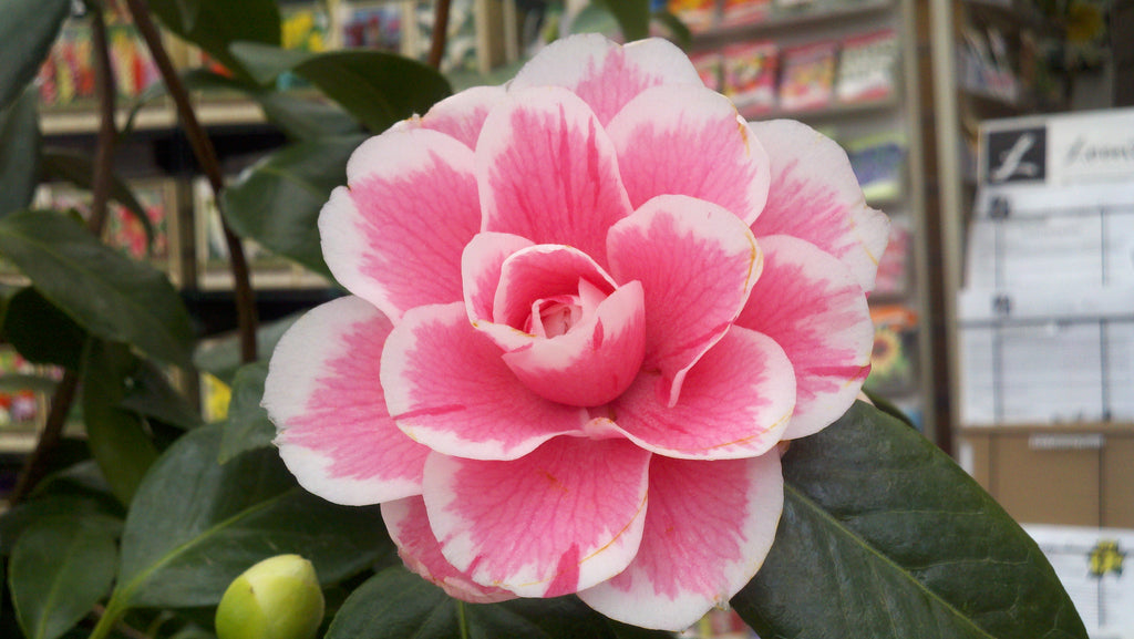 Camellia jap. 'Jordan's Pride' (pink)