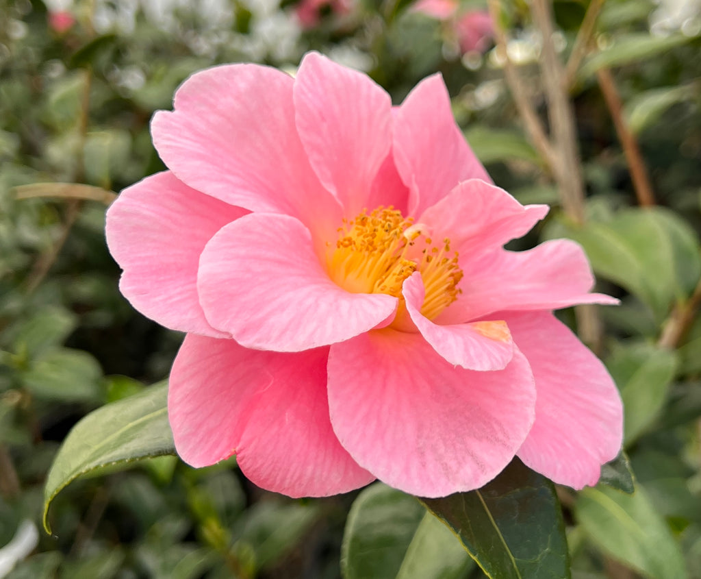 Camellia x 'Pink Icicle' (pink)