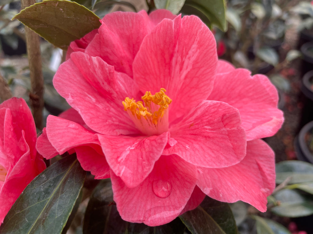 Camellia x 'Coral Delight' (pink)