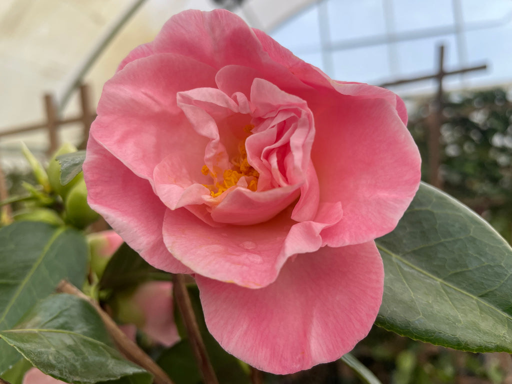 Camellia jap. 'April Remembered' (pink)