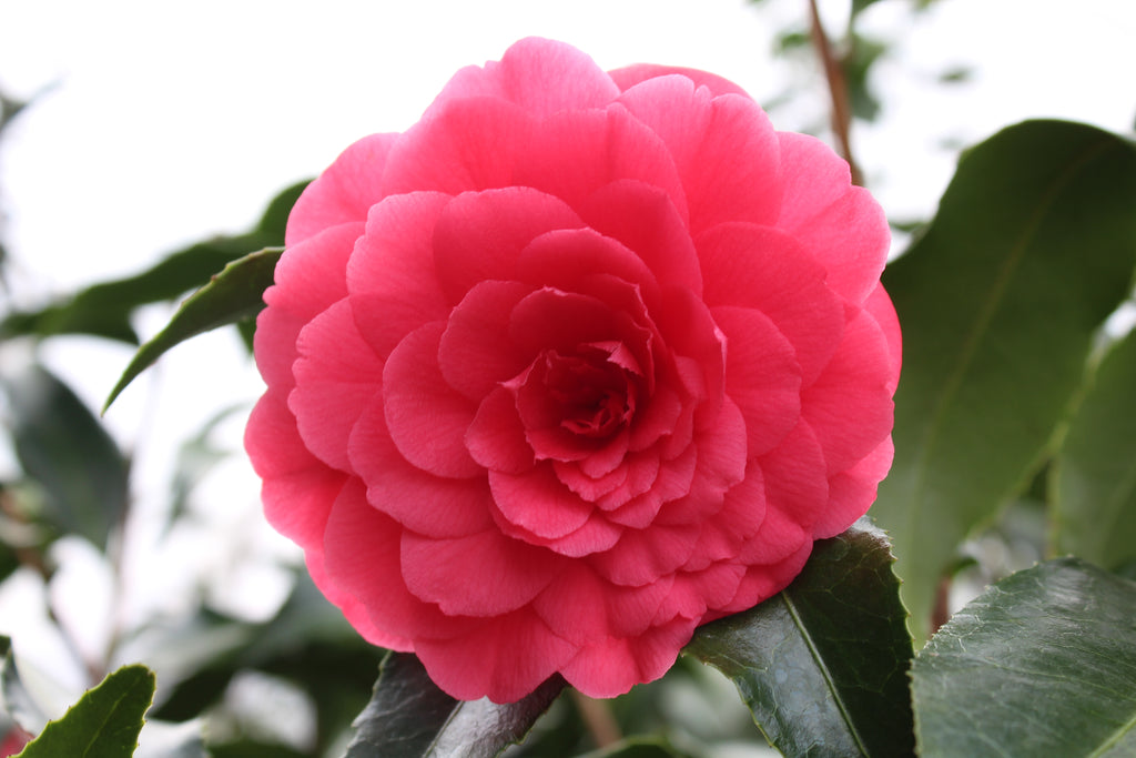 Camellia jap. 'Colonel Firey' (red)