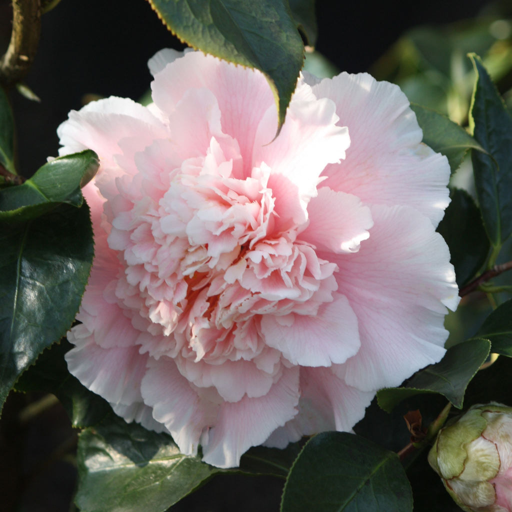 Camellia jap. 'Elegans Splendor' (pink)