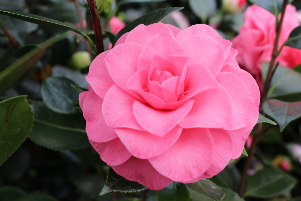 Camellia jap. 'In the Pink' (rose)