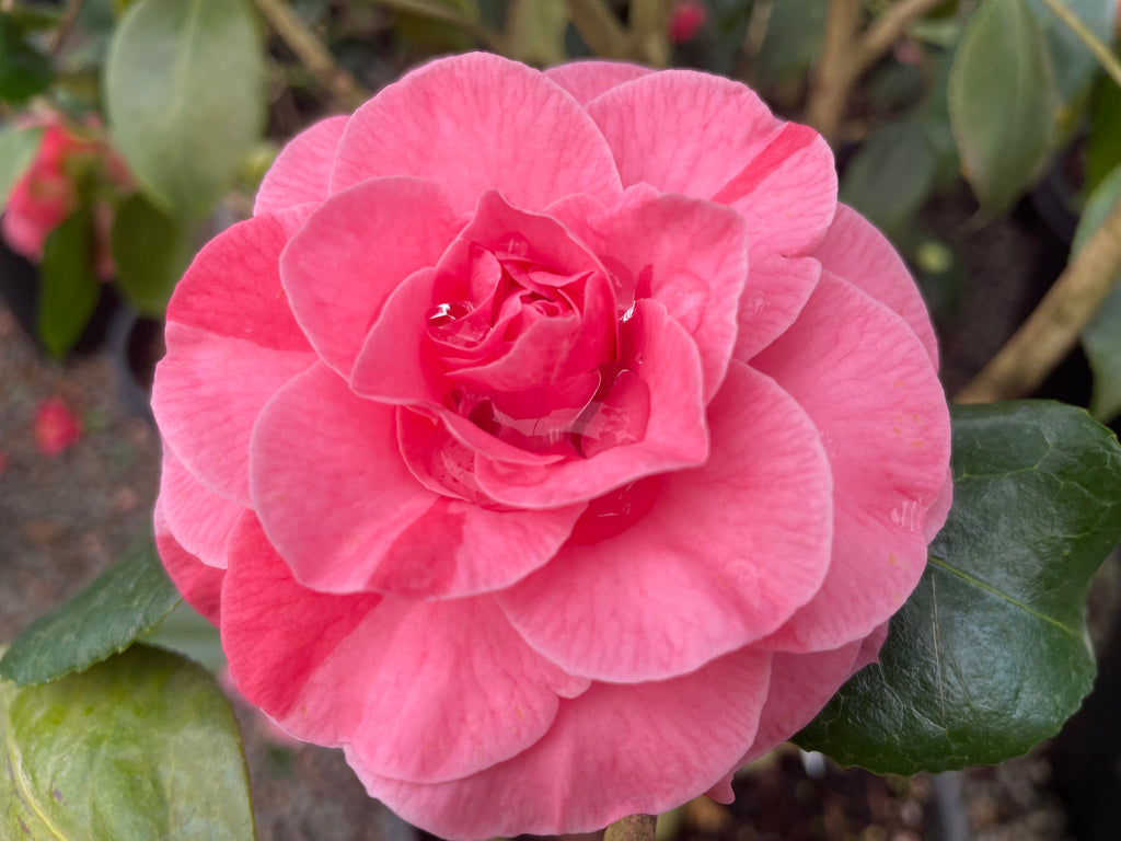 Camellia jap. 'In the Pink' (rose) ESPALIER