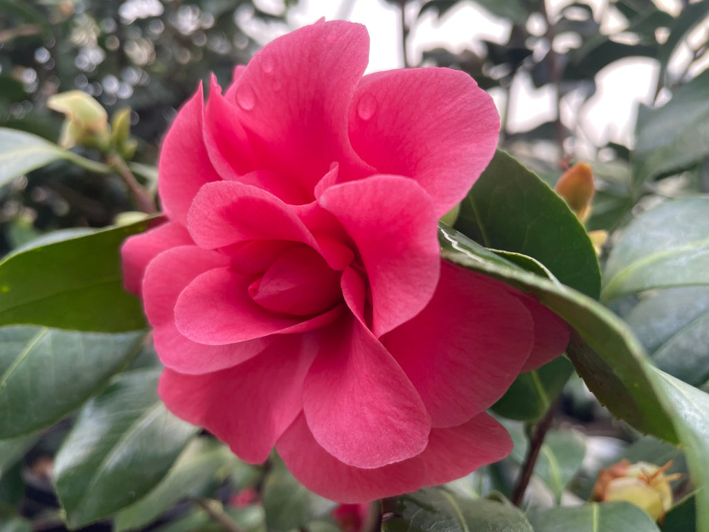 Camellia jap. 'Kumasaka' (rose)