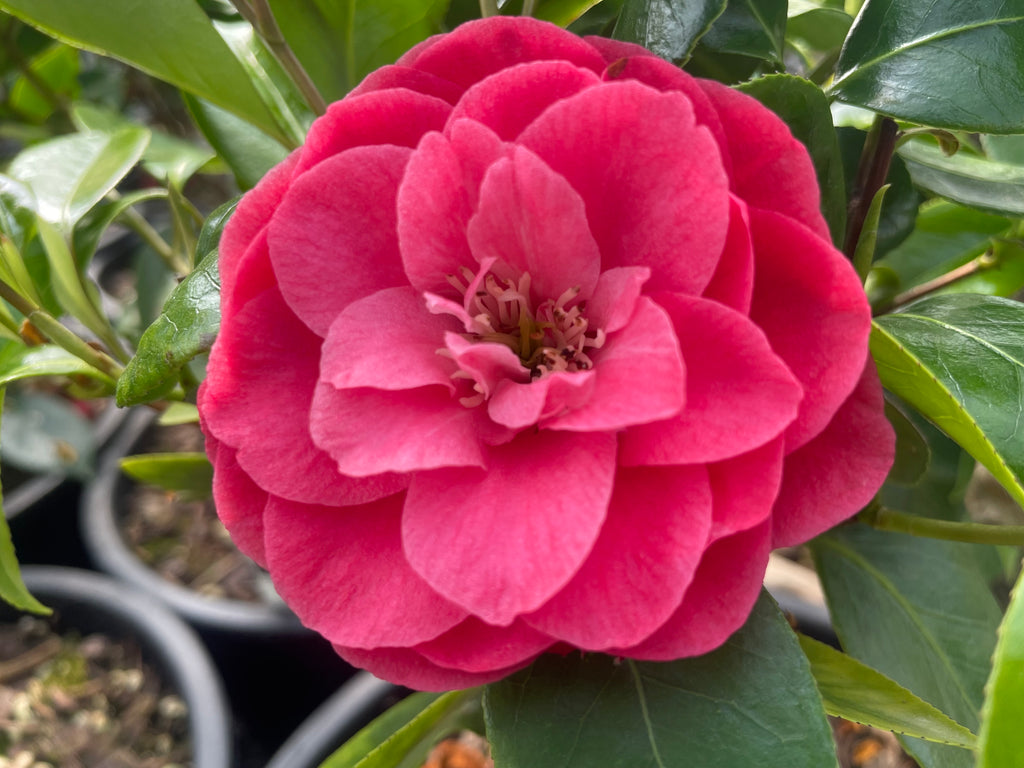 Camellia jap. 'Kumasaka' (rose), ESPALIER
