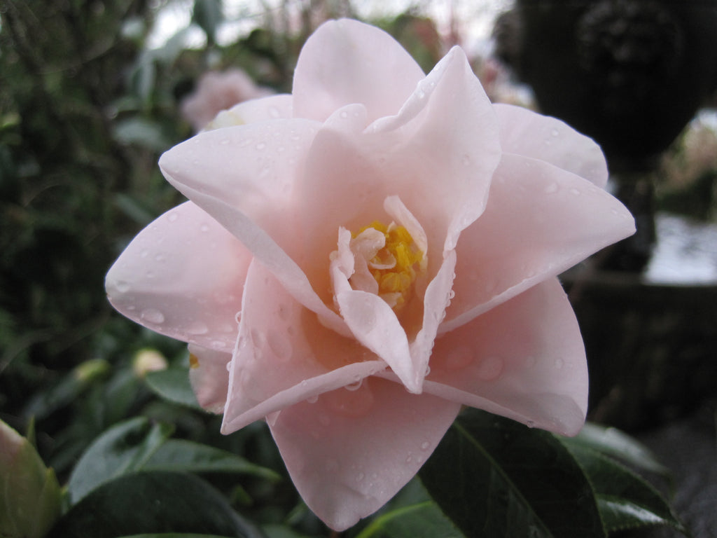 Camellia jap. 'Magnoliaeflora' (pink)