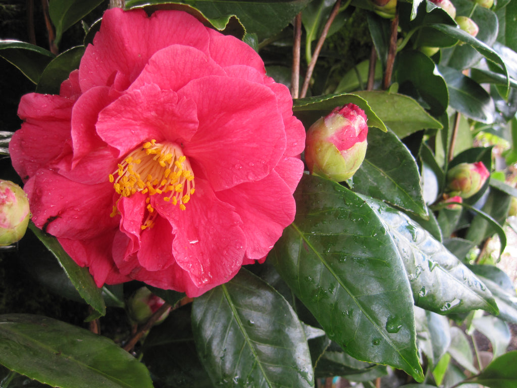 Camellia jap. 'Mathotiana Supreme' (red)