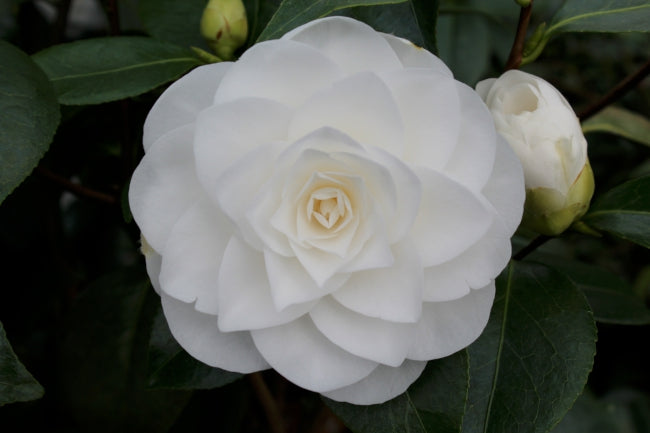 Camellia jap. 'Nuccio's Gem' (white)